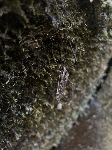 Unknown species found near Park Dr, Ellicott City, MD, US