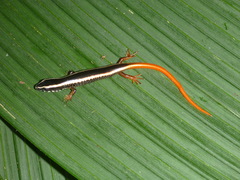 Siderolamprus scansorius