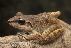 Rio Uaupes Robber Frog photo 2