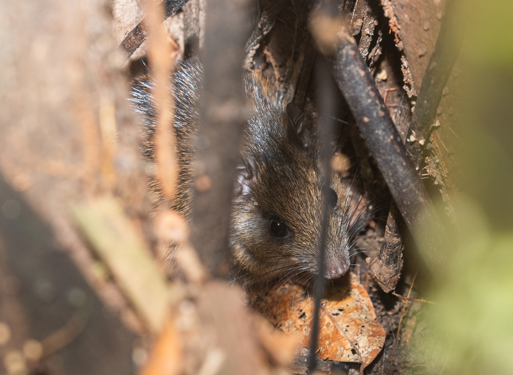 Guyanan Spiny Rat