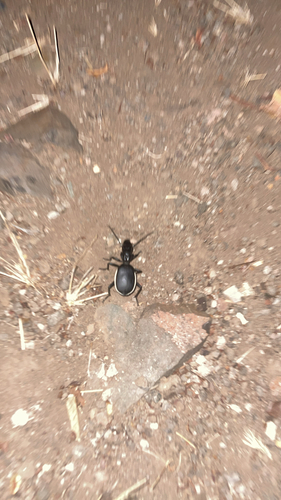 Anthia cinctipennis