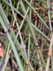 Equisetum × nelsonii