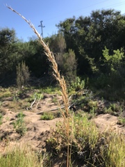 Trisetopsis imberbis