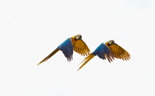 Blue-and-yellow Macaw