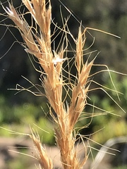 Trisetopsis imberbis