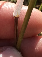 Trisetopsis imberbis