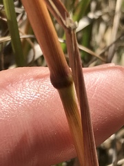 Trisetopsis imberbis