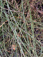Equisetum × nelsonii