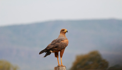 Savanna Hawk