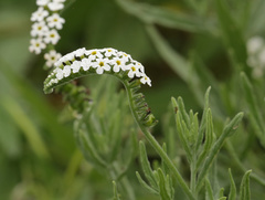 Heliotropium steudneri