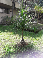 Beaucarnea recurvata