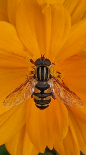 Unknown species found near Ottawa, KS 66067, USA