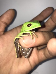 Phyllomedusa tarsius