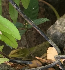 Bronchocela