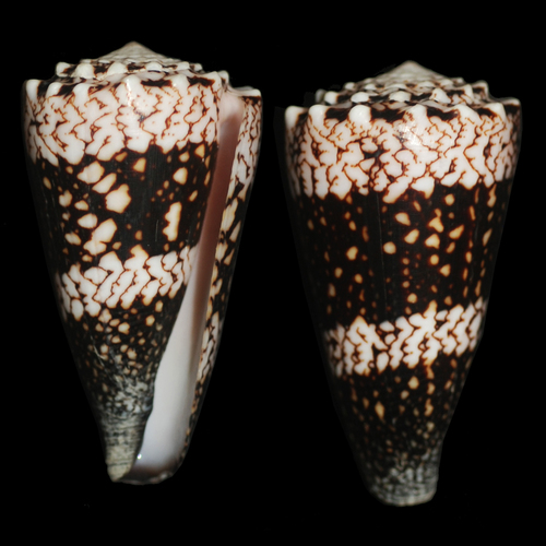 Conus vidua