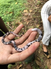 Amphisbaena fuliginosa