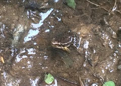 Loja Rocket Frog photo 4