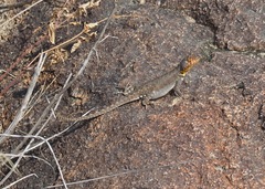 Microlophus koepckeorum