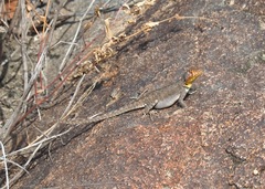 Microlophus koepckeorum