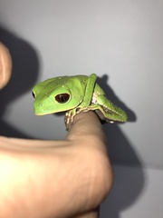 Phyllomedusa tarsius