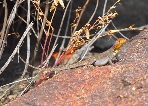 Desert Pacific Iguana
