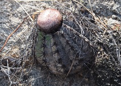 Melocactus peruvianus