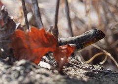 Microlophus koepckeorum