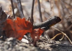 Microlophus koepckeorum