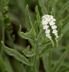 Heliotropium steudneri