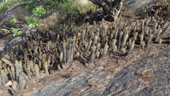 Haageocereus versicolor