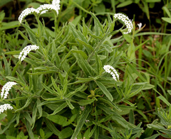 Heliotropium steudneri