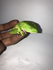 Phyllomedusa tarsius