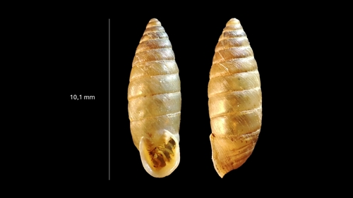 Granaria frumentum illyrica