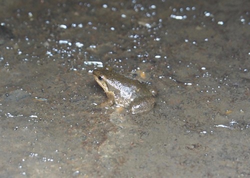 Loja Rocket Frog