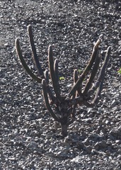 Espostoa lanata
