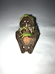 Phyllomedusa tarsius