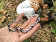 Amphisbaena fuliginosa