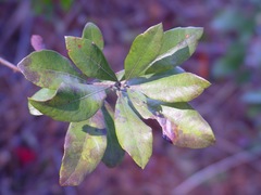 Morella caroliniensis