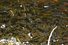 Cnesterodon decemmaculatus