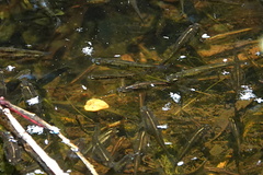 Cnesterodon decemmaculatus