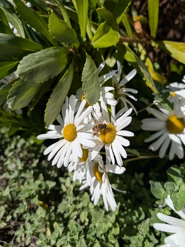 Unknown species found near Watertown, MA 02472, USA