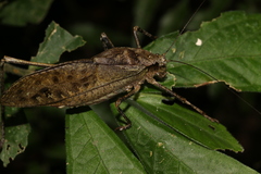 Mecopoda niponensis