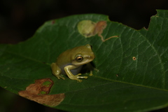 Zhangixalus prasinatus