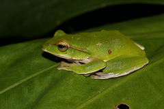 Zhangixalus prasinatus