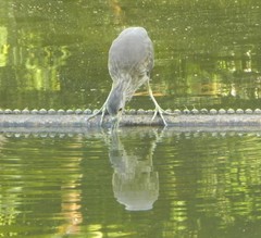 Nycticorax nycticorax
