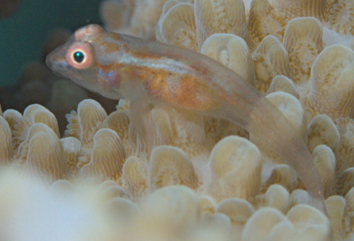 Pleurosicya fringilla