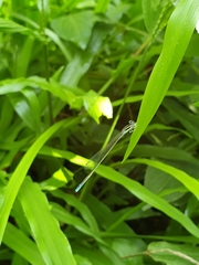 Aciagrion occidentale