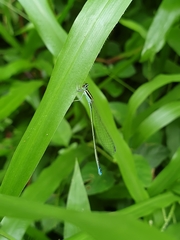 Aciagrion occidentale