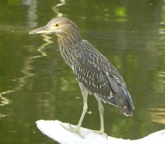 Nycticorax nycticorax