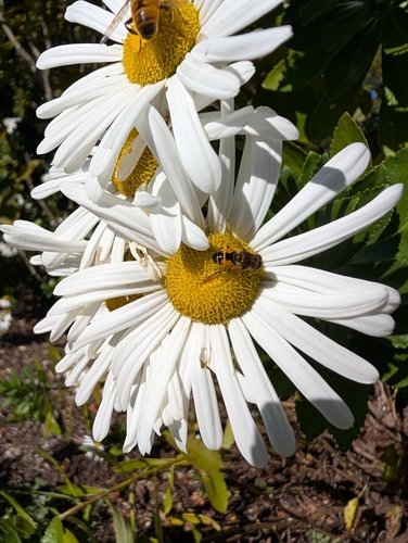 Unknown species found near Watertown, MA 02472, USA